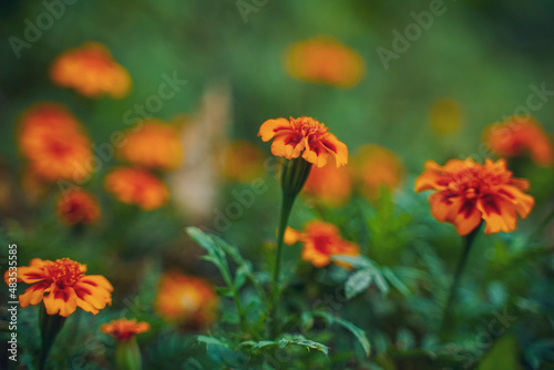 Orange marigold flower agriculture field.