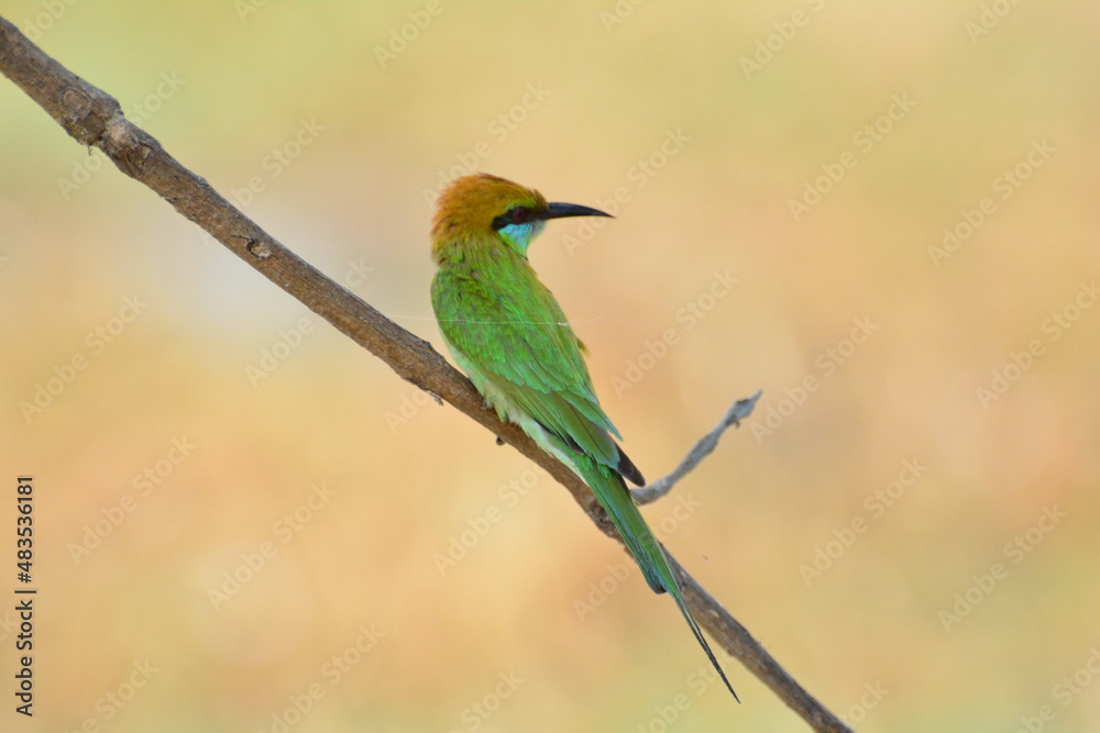 animal, asia, avian, background, beak, beautiful, beauty, bee, bee eater, bird, bird watching, birds, birdwatching, blue, branch, closeup, color, colorful, conservation, couple, eater, environment animal, asia, avian, background, beak, beautiful, beauty, bee, bee eater, bird, bird watching, birds, birdwatching, blue, branch, closeup, color, colorful, conservation, couple, eater, environment