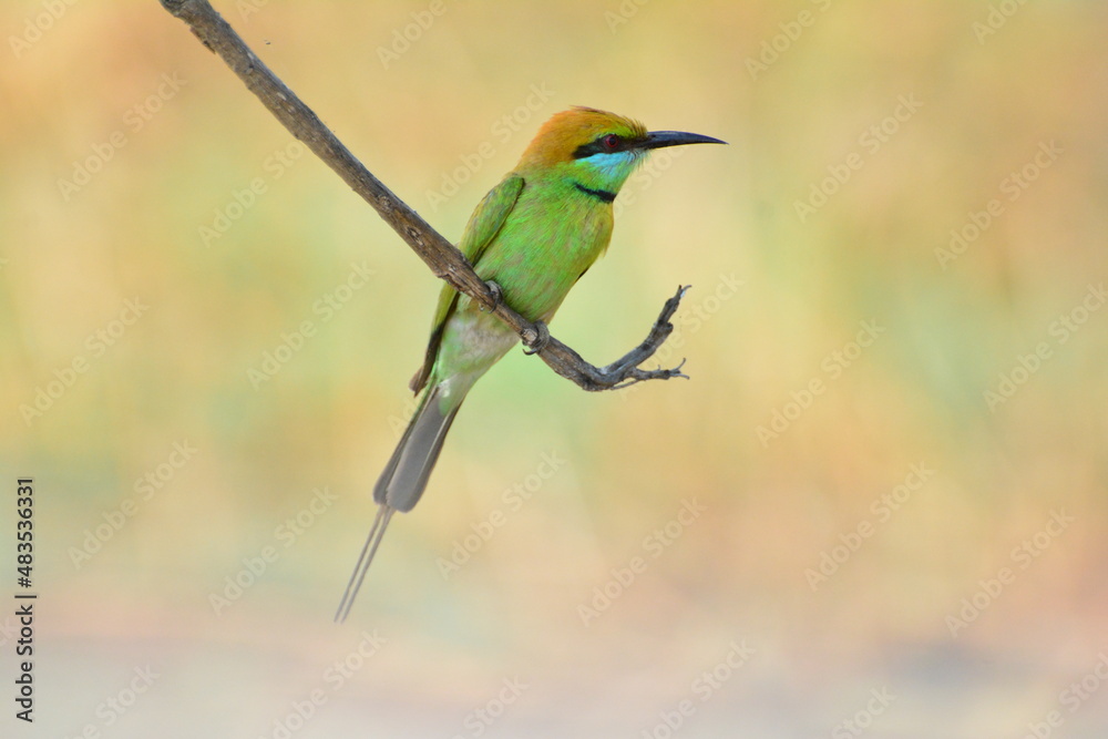 animal, asia, avian, background, beak, beautiful, beauty, bee, bee eater, bird, bird watching, birds, birdwatching, blue, branch, closeup, color, colorful, conservation, couple, eater, environment animal, asia, avian, background, beak, beautiful, beauty, bee, bee eater, bird, bird watching, birds, birdwatching, blue, branch, closeup, color, colorful, conservation, couple, eater, environment