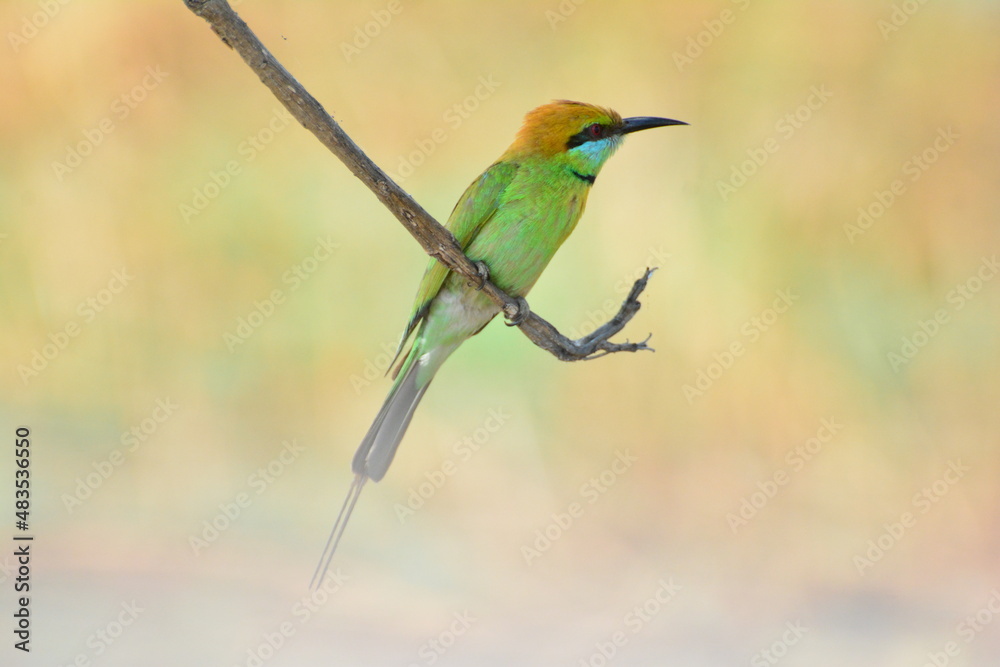 animal, asia, avian, background, beak, beautiful, beauty, bee, bee eater, bird, bird watching, birds, birdwatching, blue, branch, closeup, color, colorful, conservation, couple, eater, environment animal, asia, avian, background, beak, beautiful, beauty, bee, bee eater, bird, bird watching, birds, birdwatching, blue, branch, closeup, color, colorful, conservation, couple, eater, environment