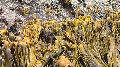 Seaweeds Giant Kelp, Punihuil, Chiloe Island, Chile photo