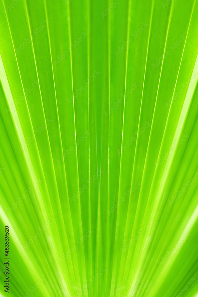 Green palm tree leaf closeup background, tropical leaves texture, abstract natural backdrop nature banner, botanical pattern, plant wallpaper, spring summer decor, eco design organic frame, copy space Green palm tree leaf closeup background, tropical leaves texture, abstract natural backdrop nature banner, botanical pattern, plant wallpaper, spring summer decor, eco design organic frame, copy space