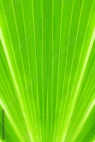 Green palm tree leaf closeup background  tropical leaves texture  abstract natural backdrop nature banner  botanical pattern  plant wallpaper  spring summer decor  eco design organic frame  copy space