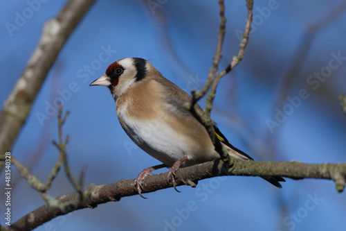 Portrait of a goldfinch perched on a branch