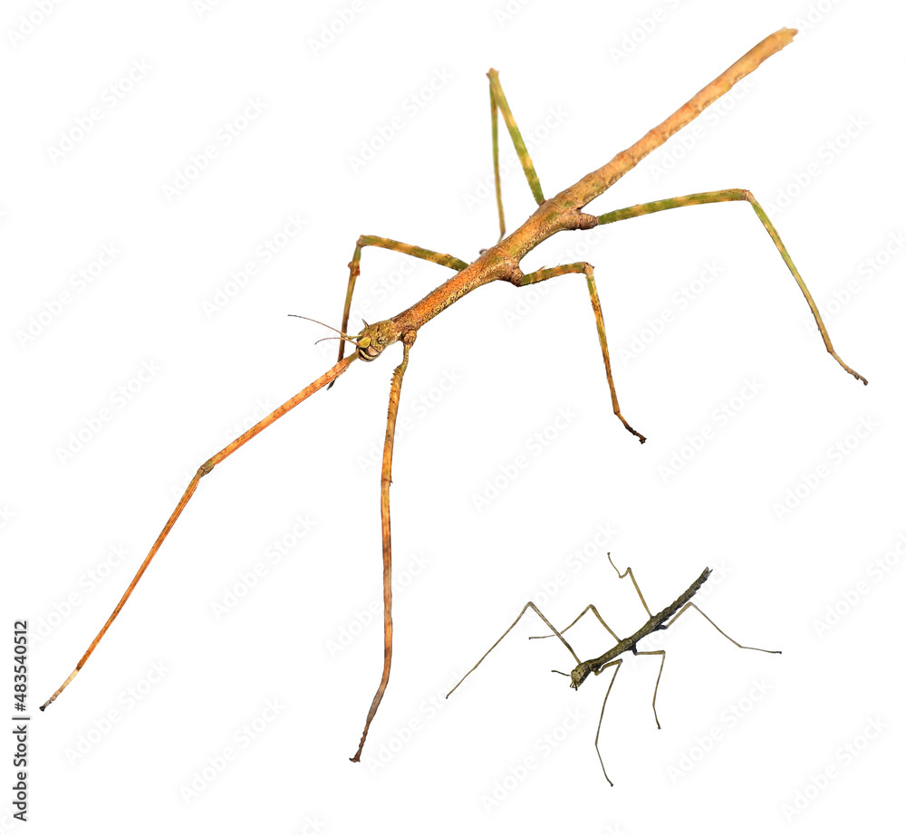 Walking sticks. Asian walking stick (Phasmina insect). Development stages. Imago and nympha. Isolated on a white background. Macro Walking sticks. Asian walking stick (Phasmina insect). Development stages. Imago and nympha. Isolated on a white background. Macro
