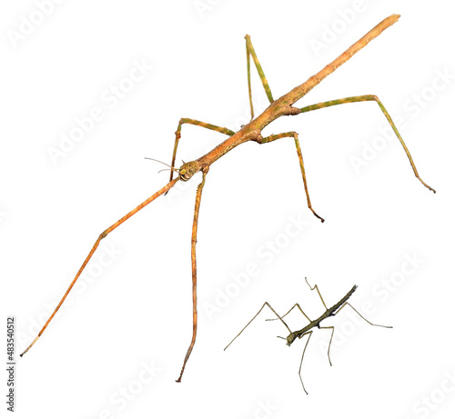 Walking sticks. Asian walking stick (Phasmina insect). Development stages. Imago and nympha. Isolated on a white background. Macro photo