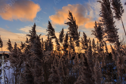 Fluffy reeds on an orange sunset against the backdrop of the sunset sky.