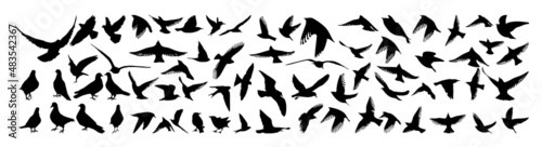 A large set of flying and standing birds. Vector illustration