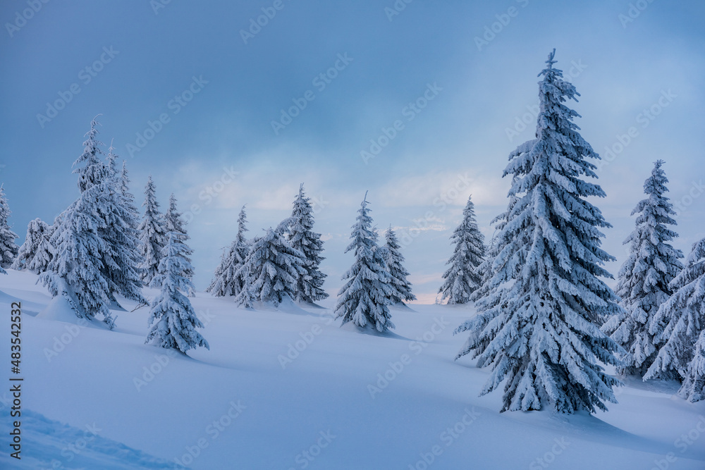 Spruce tree forest covered by snow in winter landscape.