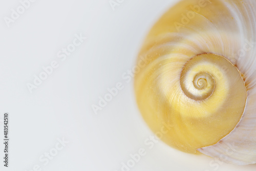 Close up sea shell on white background, focus on spiral