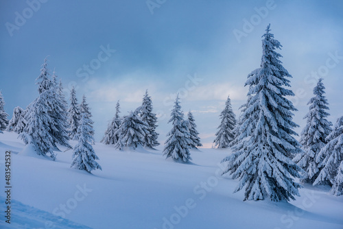 Spruce tree forest covered by snow in winter landscape. © krstrbrt