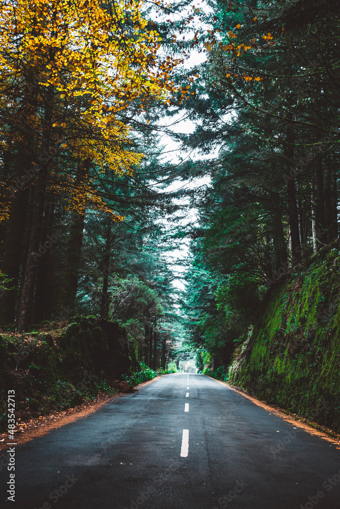 Fototapeta premium road in the woods