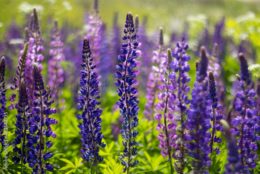 Naklejka premium Lots of blue flowers with green leaves in the field in summer.