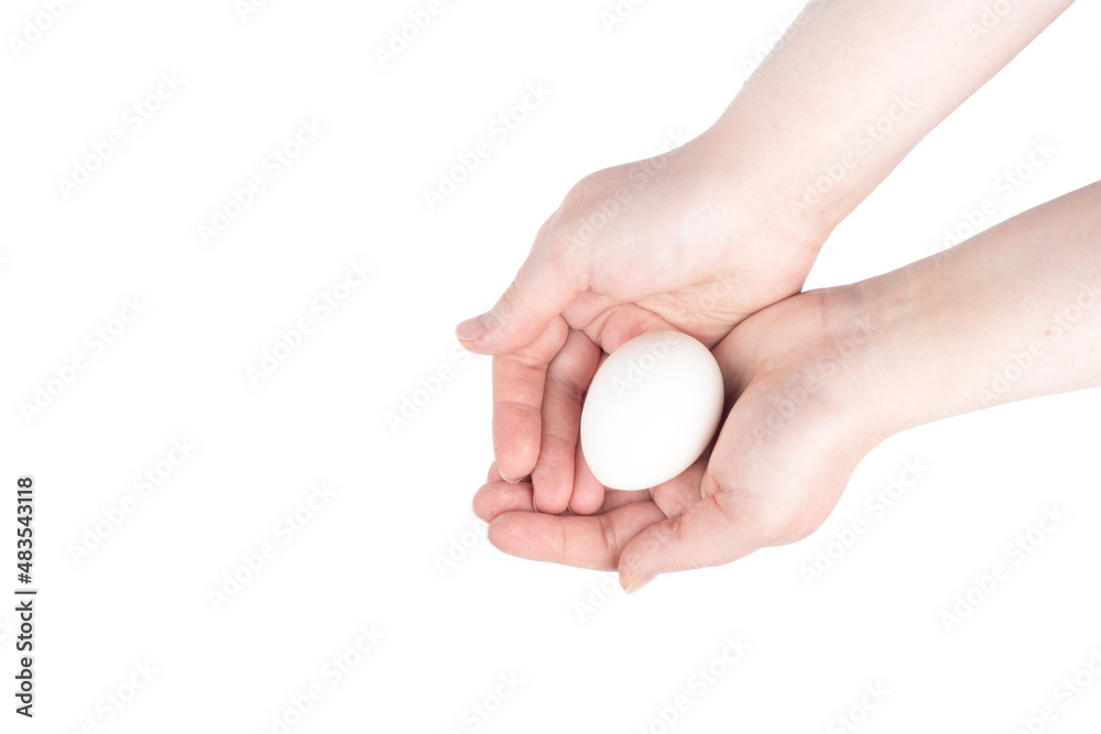 White chicken egg in female palms over white background. White chicken egg in female palms over white background.