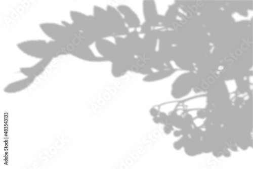 Summer background shadows from the leaves of mountain ash on a white wall. White and black background for overlay on mockup