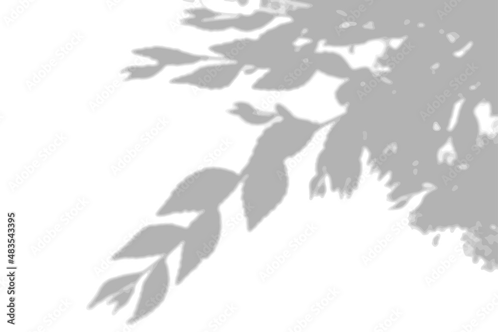 Obraz premium Summer background shadows from elm leaves on a white wall. White and black background for overlay on mockup