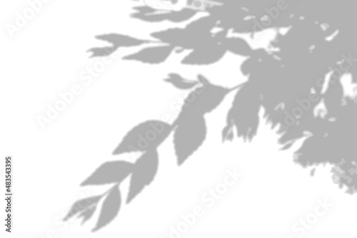 Summer background shadows from elm leaves on a white wall. White and black background for overlay on mockup