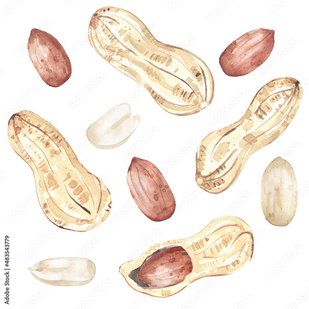 Watercolor collection of peanuts Watercolor collection of peanuts