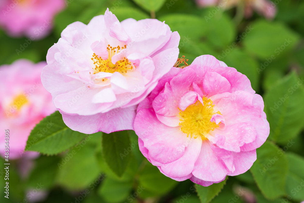 Obraz premium バラ kazanlik