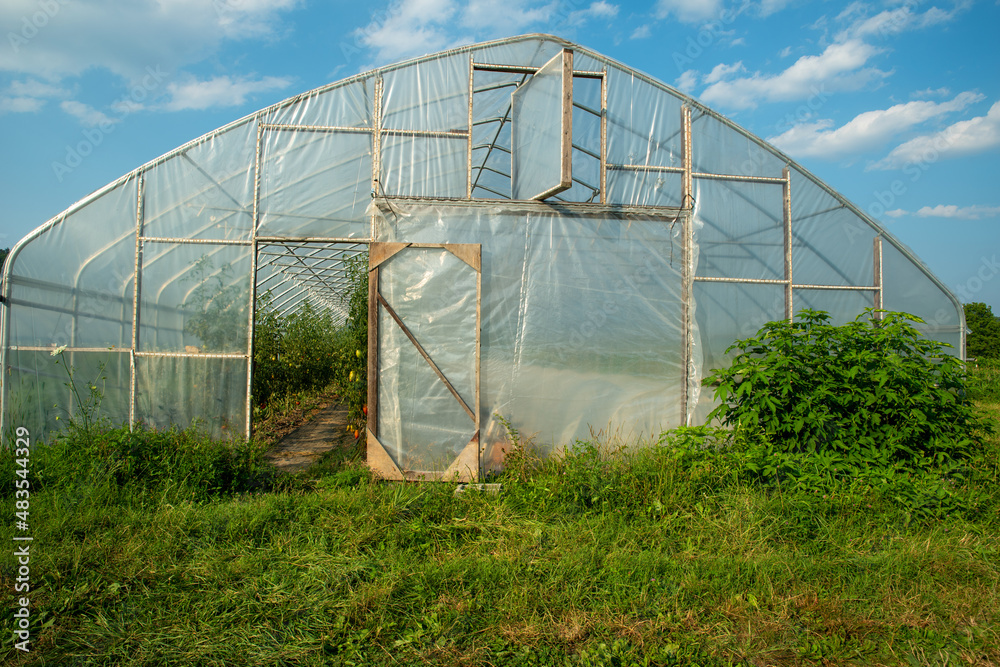 View through open door of tomato greenhouse with grass and blue sky View through open door of tomato greenhouse with grass and blue sky