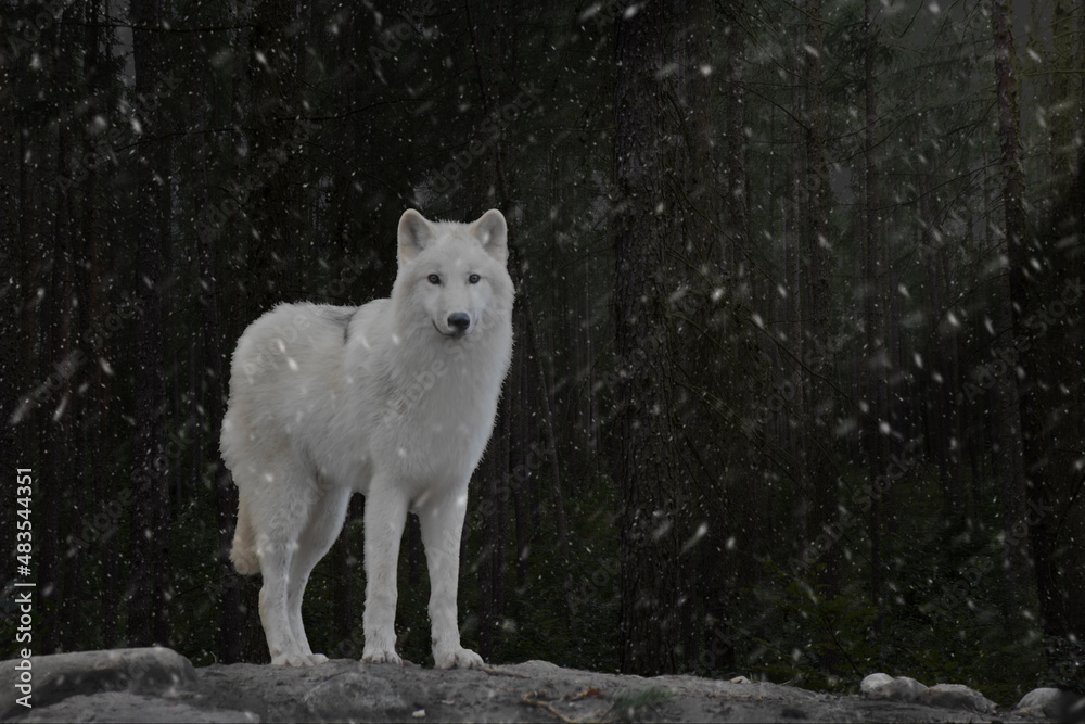 Obraz premium Wolf im Wald mit Schneeflocken