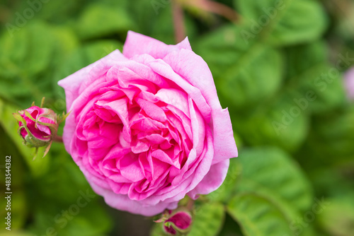 バラ rosa centifolia bullata photo