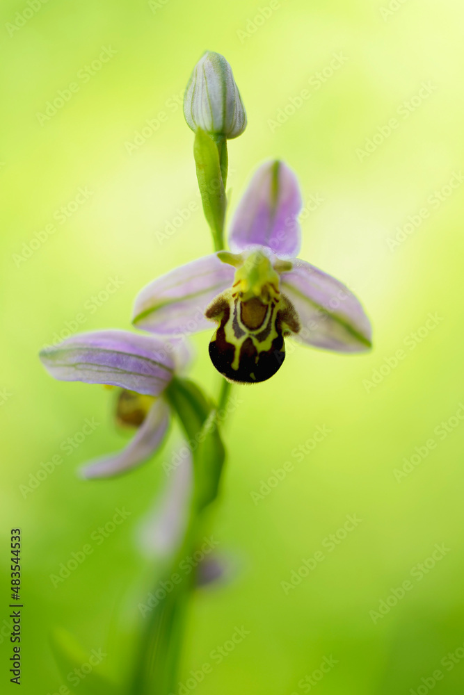 Orchid Ophrys apifera in close up with green bokeh Orchid Ophrys apifera in close up with green bokeh