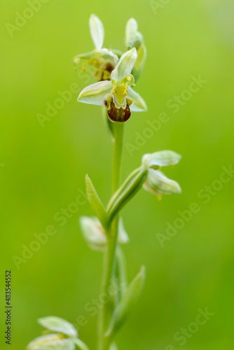 Orchid Ophrys apifera in close up with green bokeh © denis