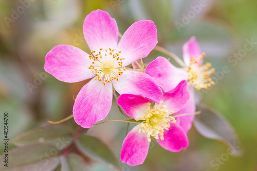 バラ rosa glauca