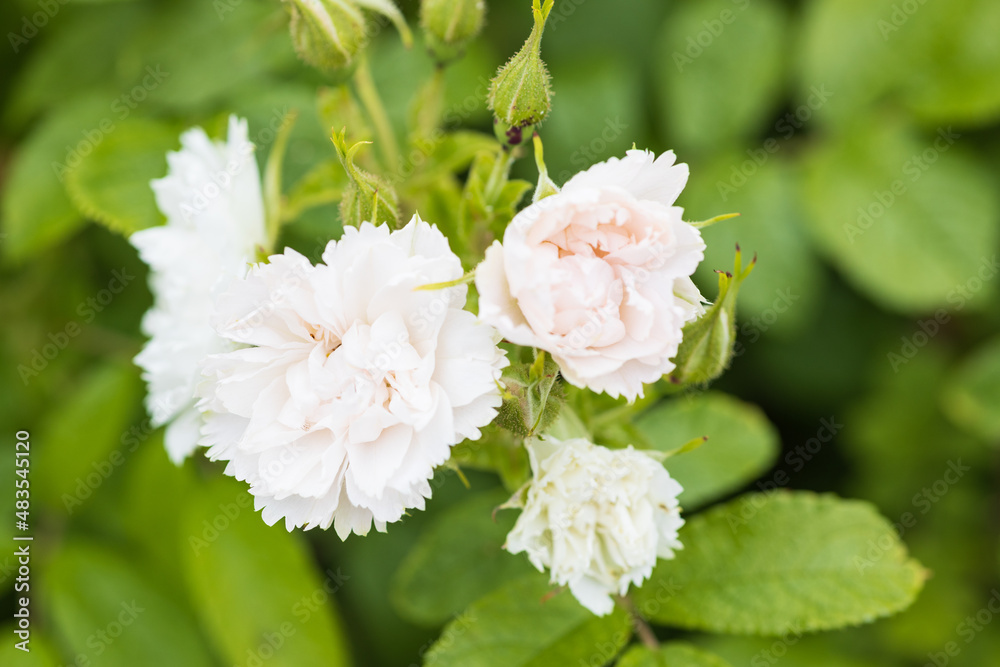 バラ white grootendorst