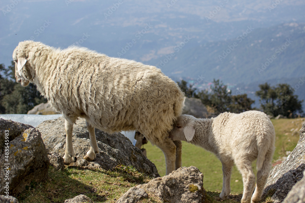 Fototapeta premium sheep on the mountain