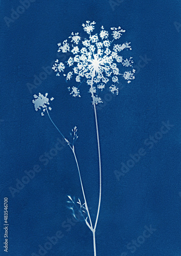 Sun-printing or cyanotype process. Skeleton leaf cyanotype