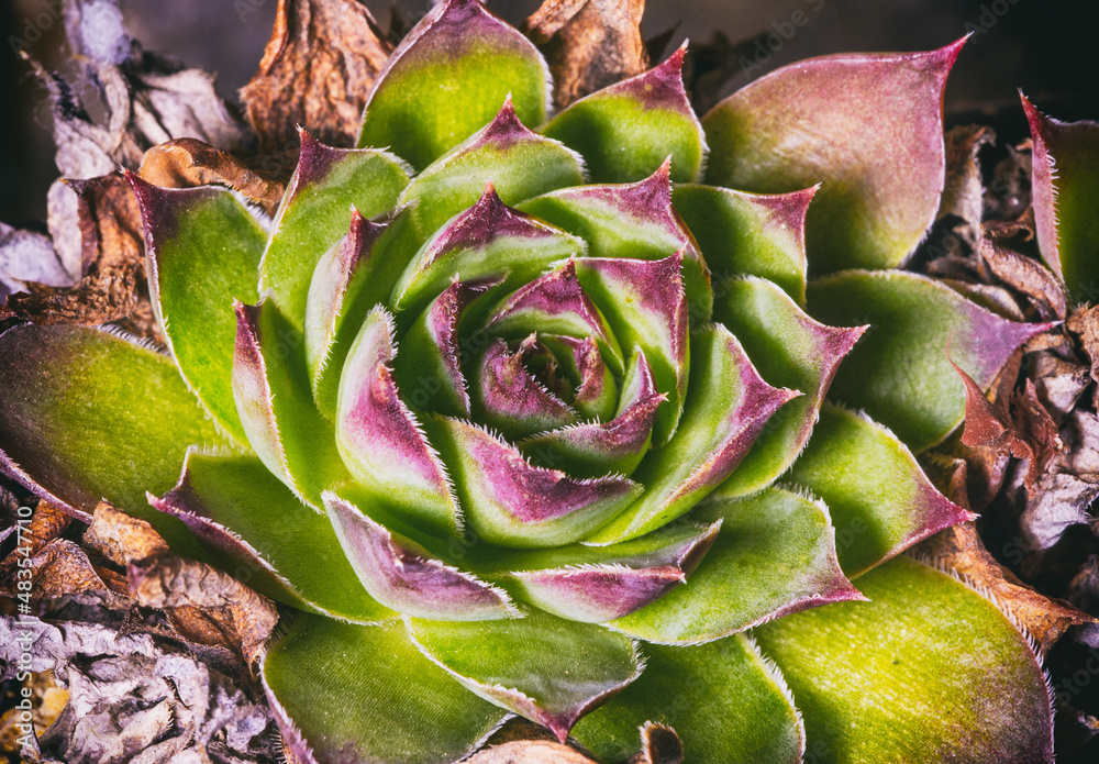 common houseleek plant. Macro photo common houseleek plant. Macro photo