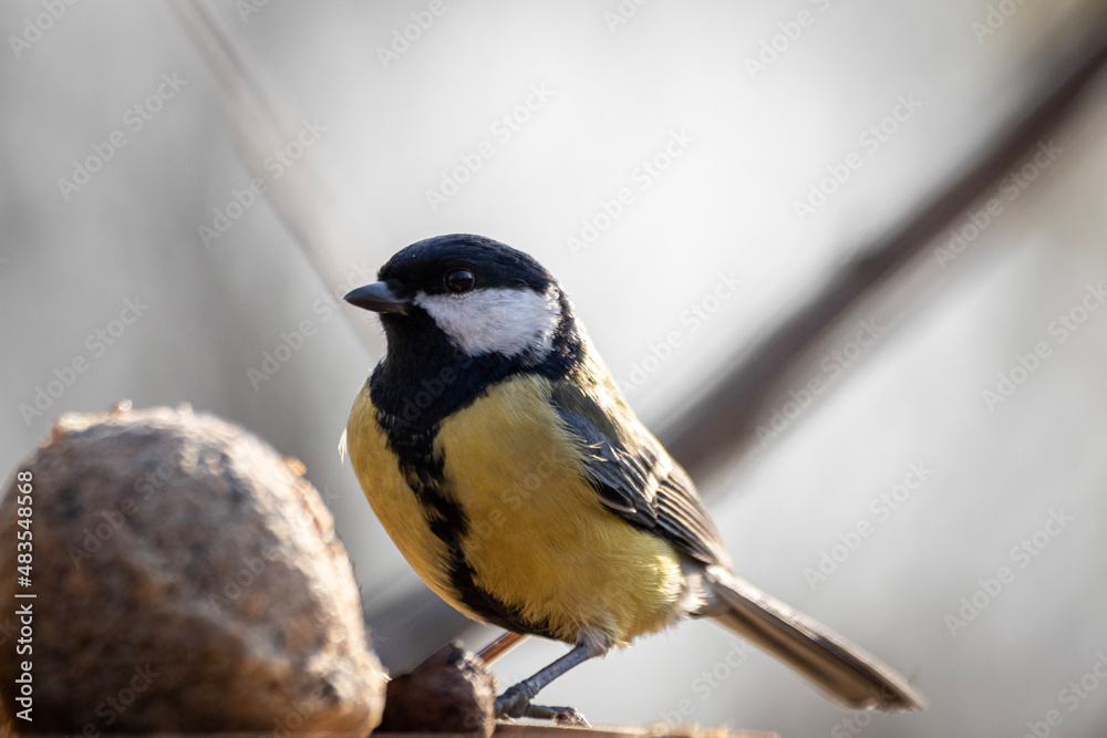 Obraz premium great spotted woodpecker