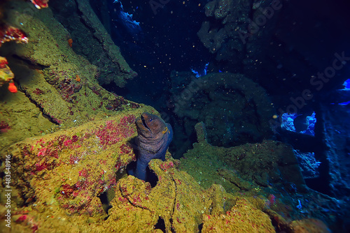 moray eel under water, nature photo wild snake predator marine in the ocean photo