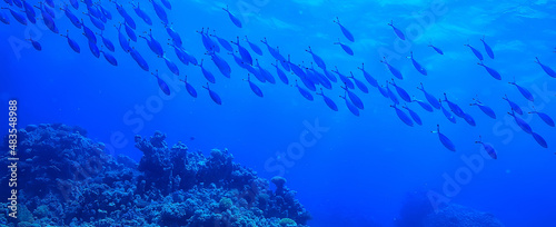 Photography flock of fish in the sea background underwater view