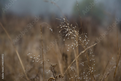 abstract background from grass with dew drops on a meadow