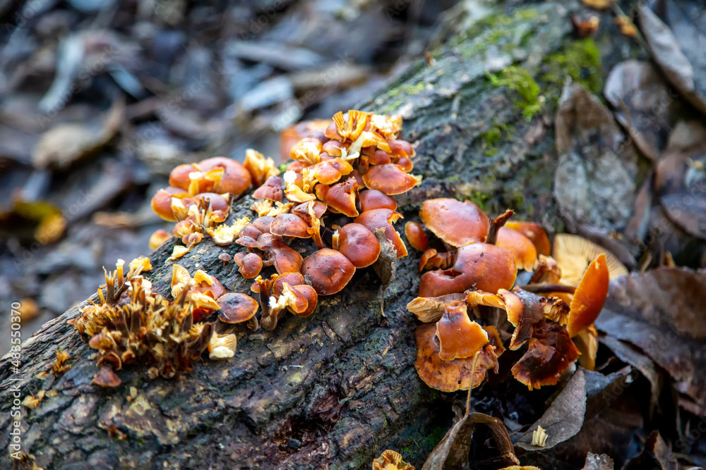 Small mushrooms growing up on trunk Small mushrooms growing up on trunk