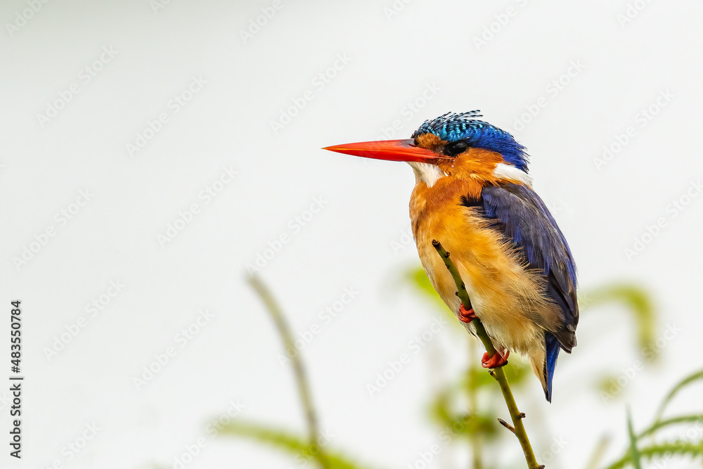 Obraz premium Malachite kingfisher (Corythornis cristatus) perching on stem of papyrus and looking for fish in Mabamba swamp, Uganda, Africa