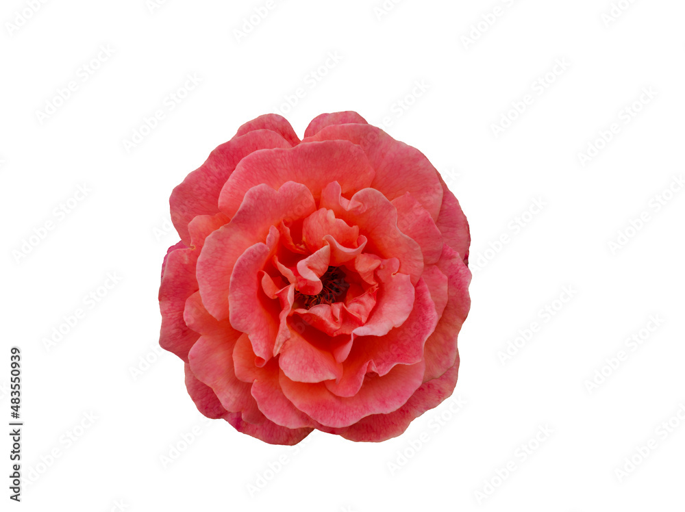 Delicate scarlet rose isolated on white background Delicate scarlet rose isolated on white background