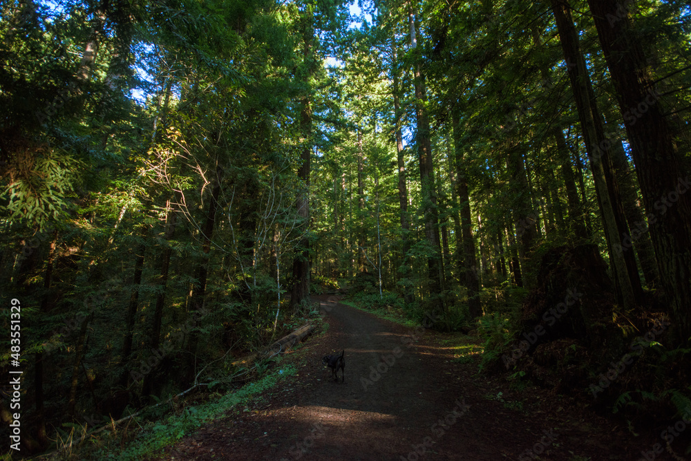 Obraz premium Redwood Park, Arcata, CA. 