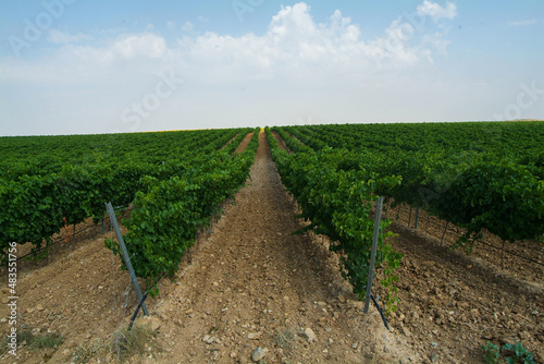 Viñedos integrados en la D.O. Rueda.  Se encuentran en Santiuste de San Juan Bautista, Segovia, Castilla y León. photo