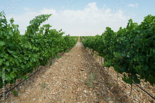 Viñedos integrados en la D.O. Rueda. Se encuentran en Santiuste de San Juan Bautista, Segovia, Castilla y León.