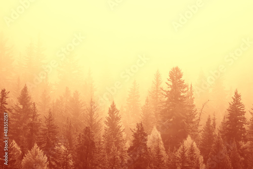 autumn fog landscape forest mountains, trees view mist