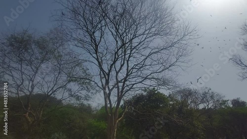 Eagles are flying and circling around and a tree without leaves on foreground