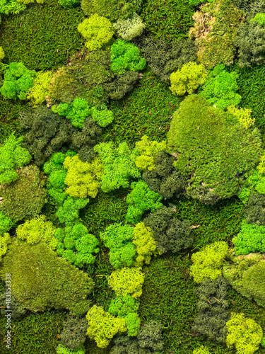 green moss background