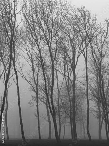 trees in fog