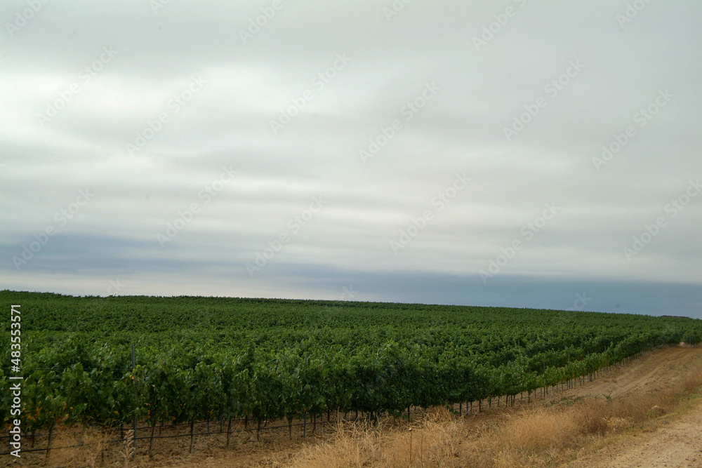 Viñedos integrados en la D.O. Rueda. Se encuentra en Medina del Campo, provincia de Valladolid, Castilla y León.