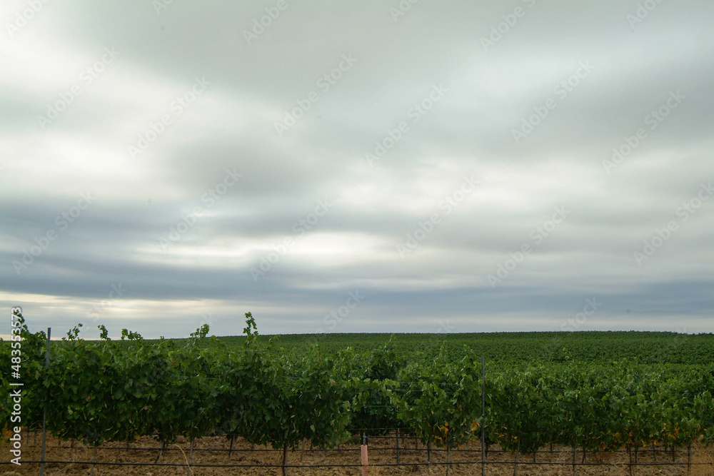 Obraz premium Viñedos integrados en la D.O. Rueda. Se encuentra en Medina del Campo, provincia de Valladolid, Castilla y León.
