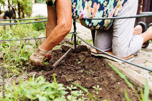 Cropped image sunburned adult woman weeding in yard loosen seedbeds in soil. Wearing white construction gloves. Working with hoe, hand and knee support. Hot weather. Season unrecognizable farmer